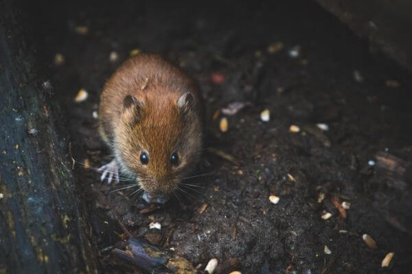 PEST CONTROL POTTERS BAR, Hertfordshire. Services: Mouse Pest Control. Our mouse pest control services are designed to produce fast, effective results.