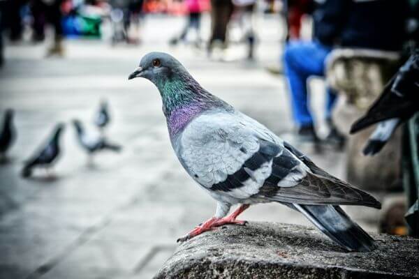 PEST CONTROL POTTERS BAR, Hertfordshire. Pests Our Team Eliminate - Pigeons.