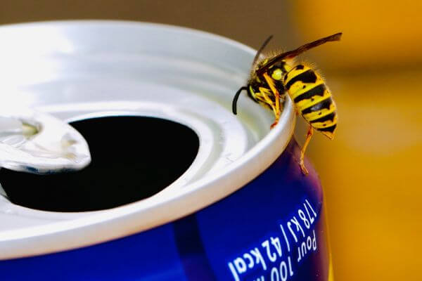 PEST CONTROL POTTERS BAR, Hertfordshire. Services: Wasp Pest Control. Choose us for comprehensive wasp pest control services that meet your specific needs.